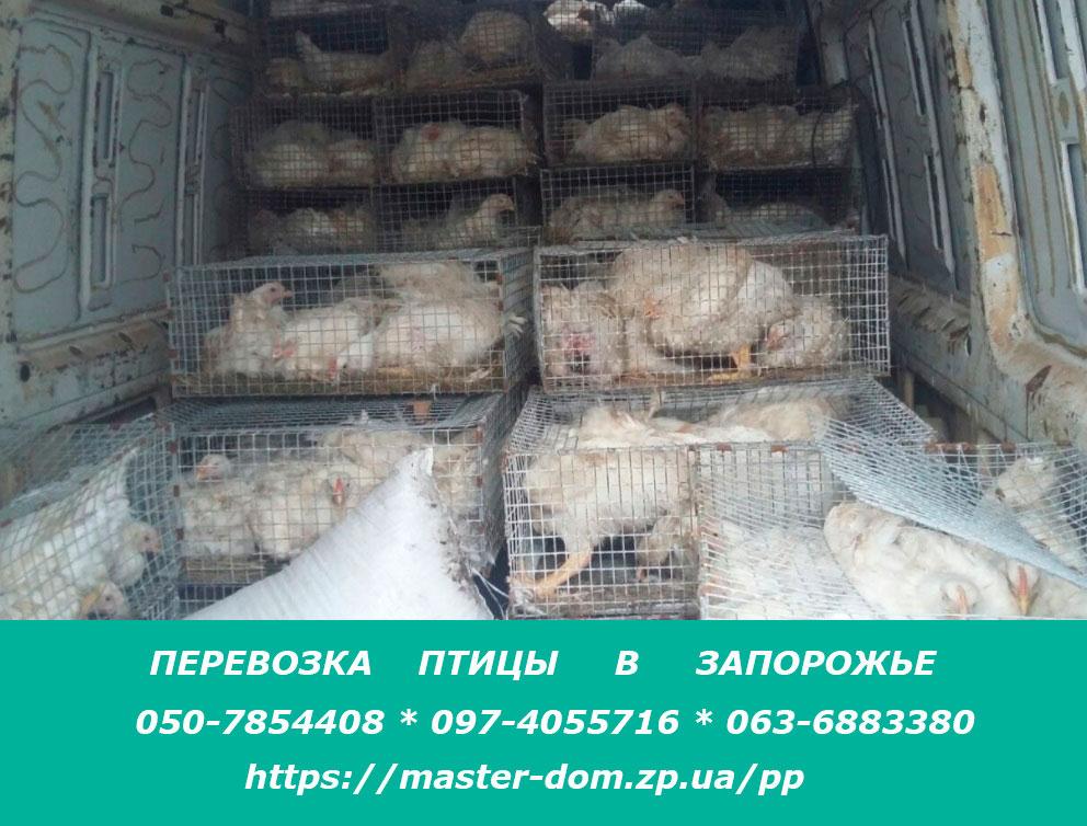 Перевозка птицы Запорожье